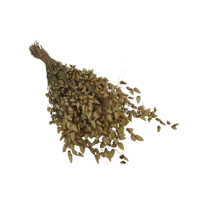 Briza Maxima Natural 50g