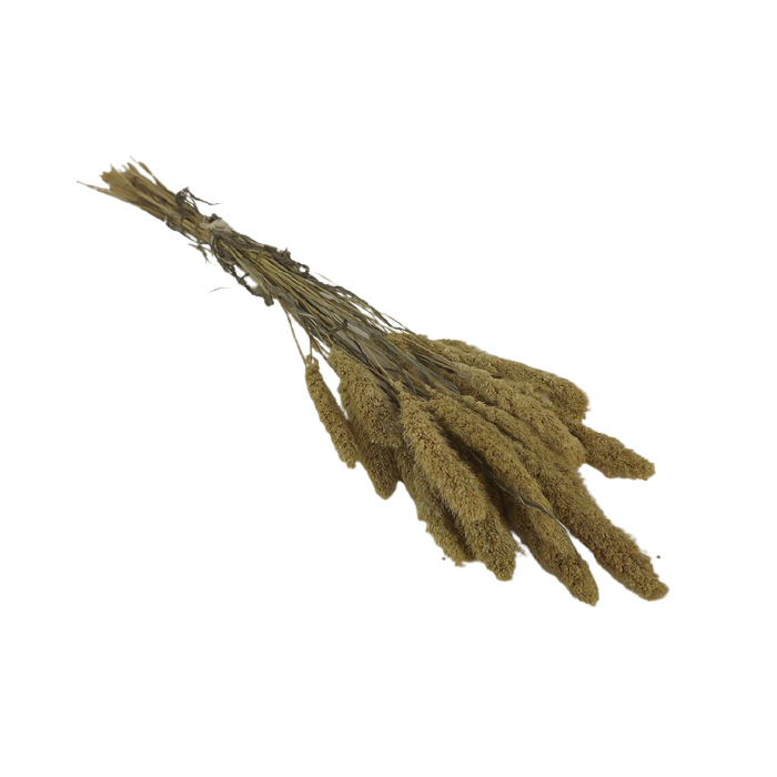 Setaria Mini Bleached Bunch