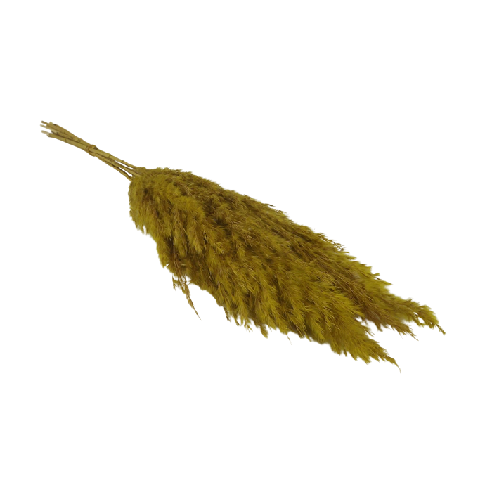 Wild Reed Plume (Pampas) Yellow x 6 stems