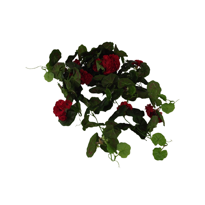 Geranium Bush Vines Red/Black