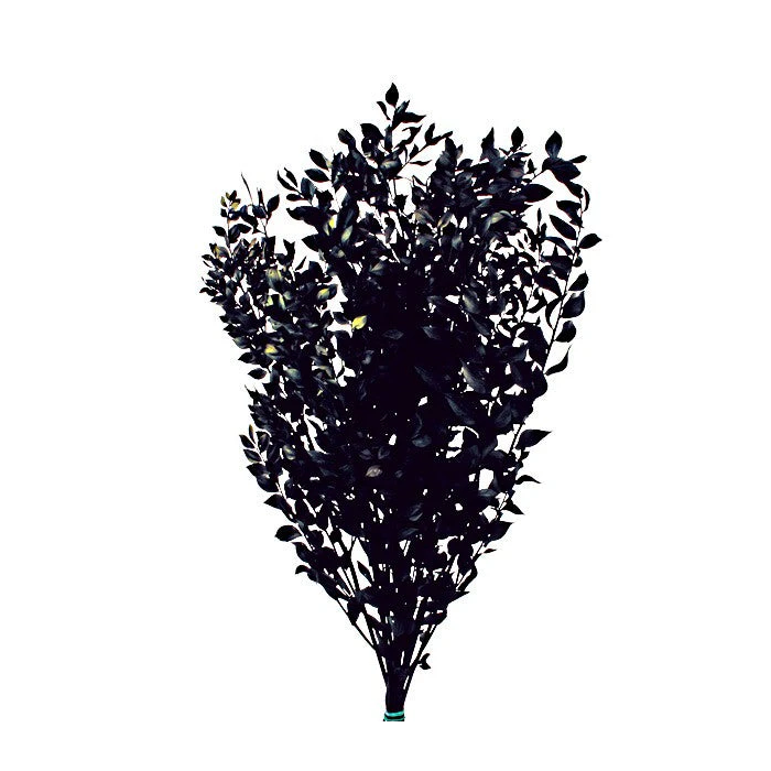 Preserved Ruscus Black