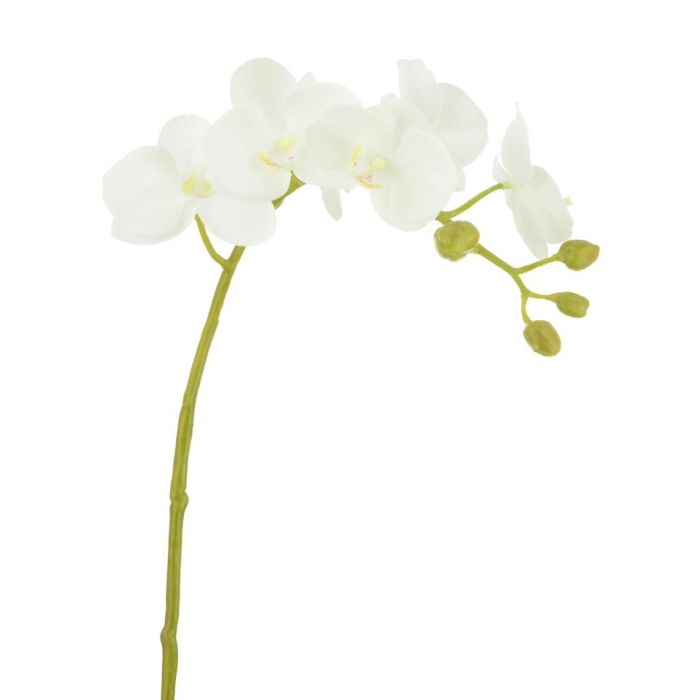 Phalaenopsis Orchid 58cm Cream/Yellow