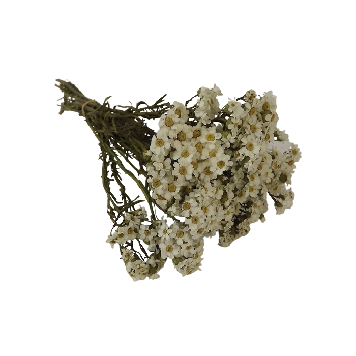 Dried Daisy (Oxodia) Bunch App 40g