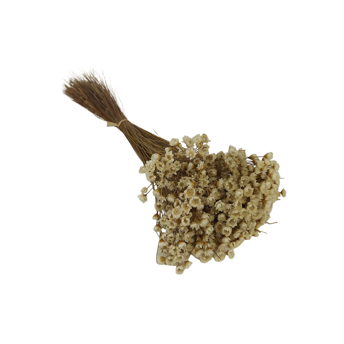 Glixia Natural App 50cm