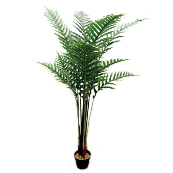 Parlour Palm Tree W/Pot 180cm