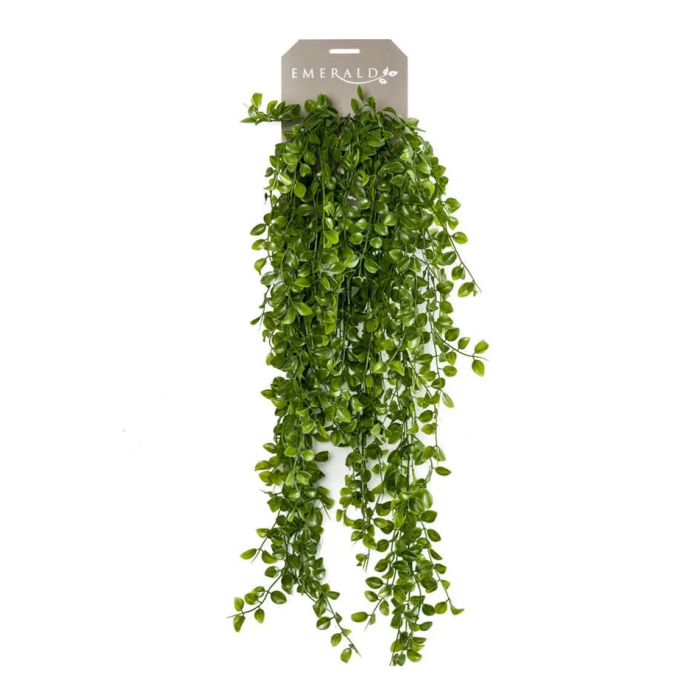 Ficus Pumila Hanging Bush 80cm