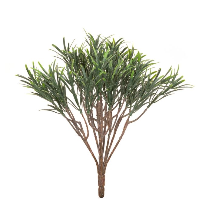 Podocarpus Bush 30cm UV Protected