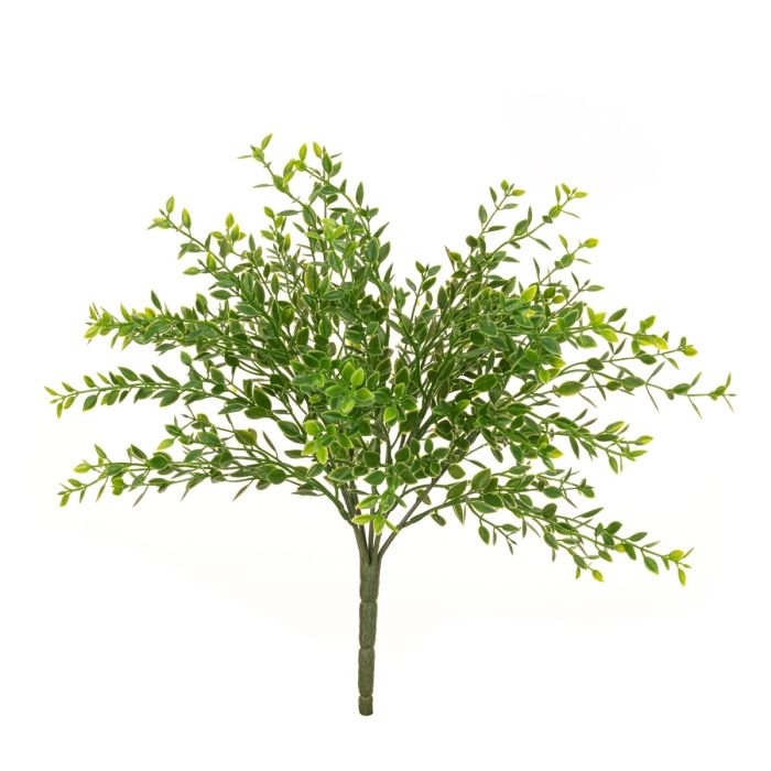 Boxwood Bush 35cm UV Protected
