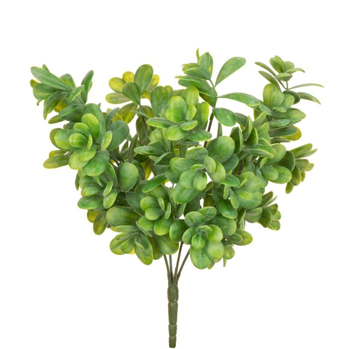 Giant Boxwood 42cm Bush UV Protected