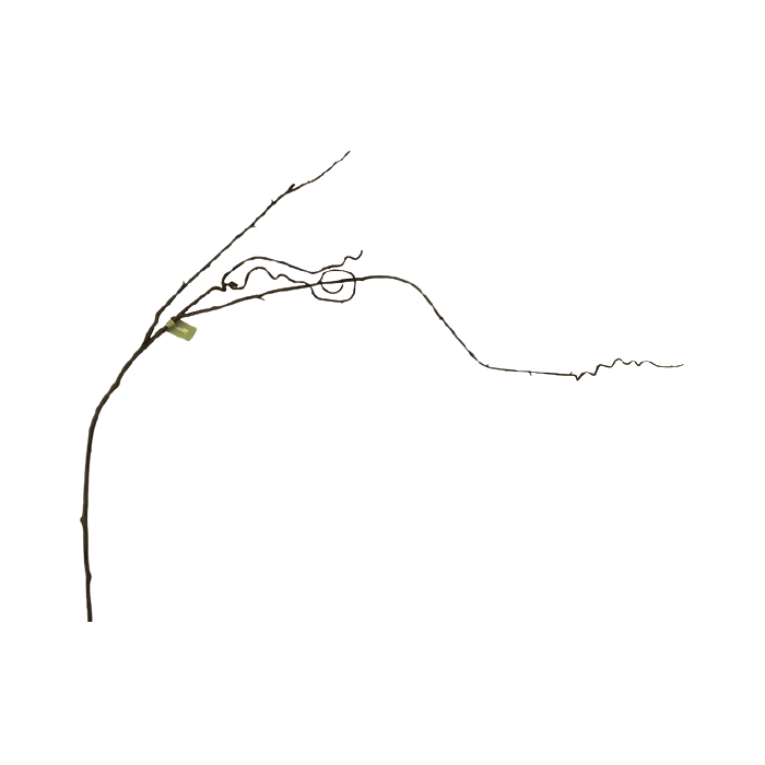 Tall Curly Twig Branch 147cm