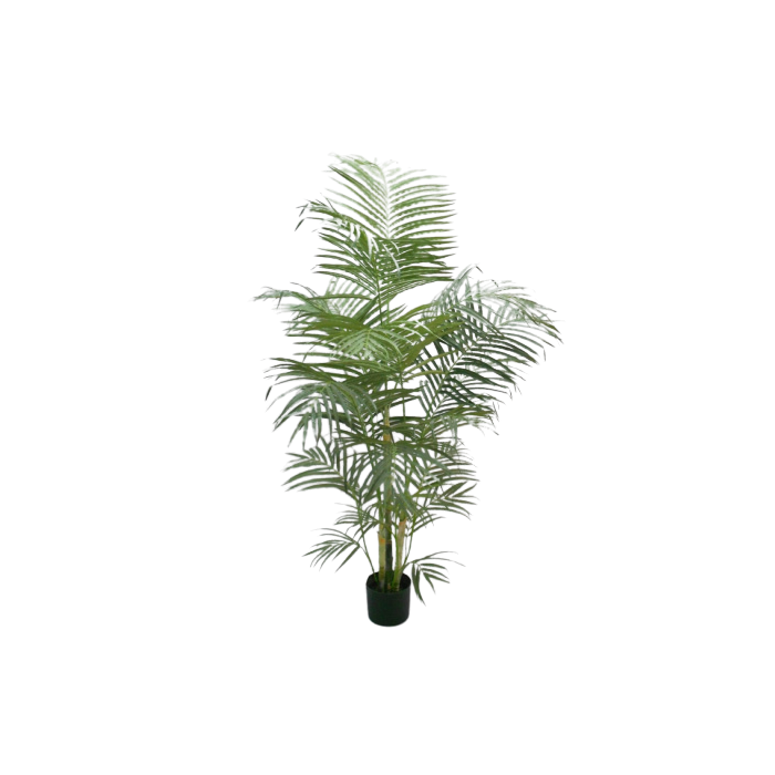 Areca Palm W/549 Leaves 165cm