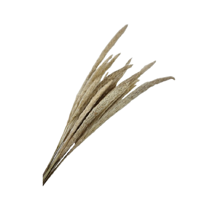 Mini Pampas Natural x 20 Stems