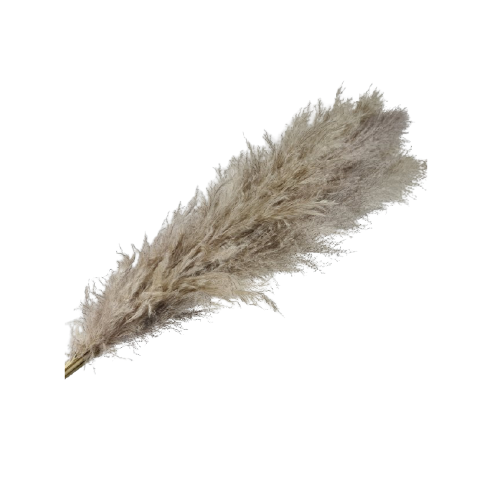 Pampas Grass (Brazil) x 5 Stems