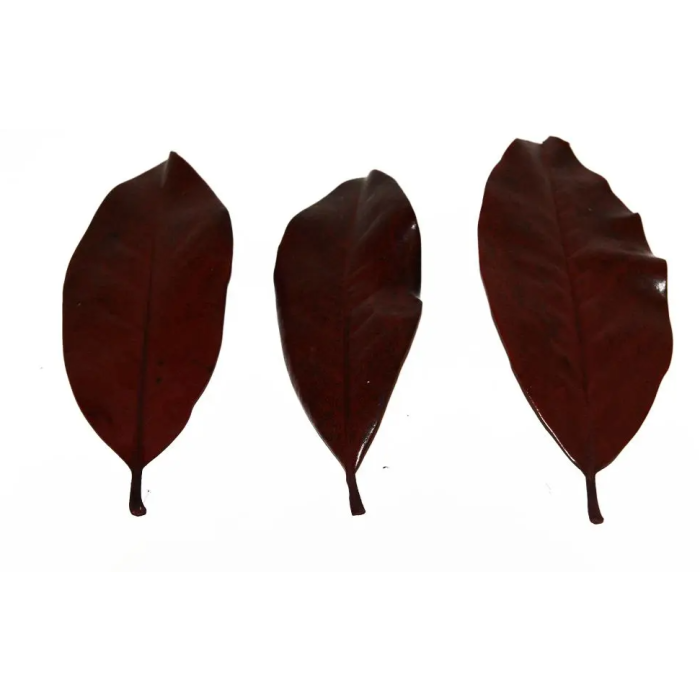 Magnolia Leaves Preserved Red x 1kg