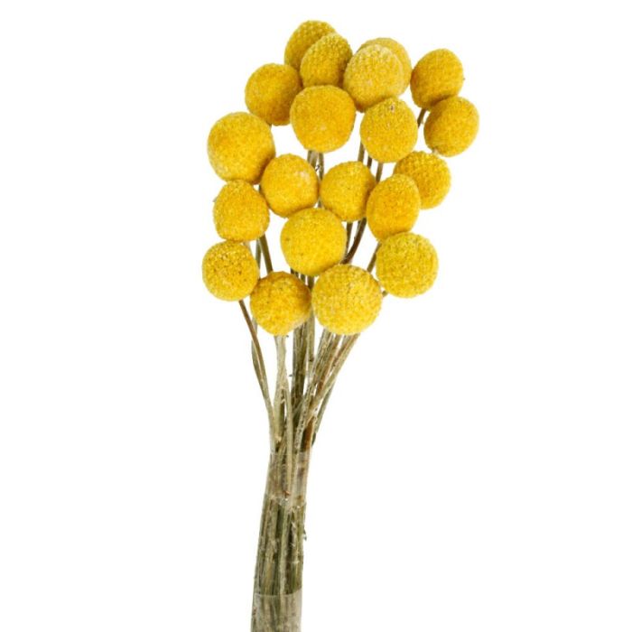 Craspedia Natural x 20pcs (Spanish)