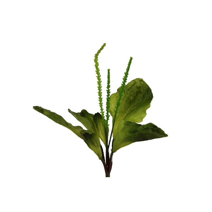 Plantain Green 29cm