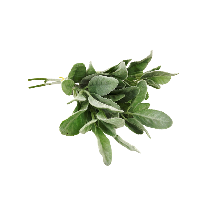 36cm Lambs Ear Hand Tied