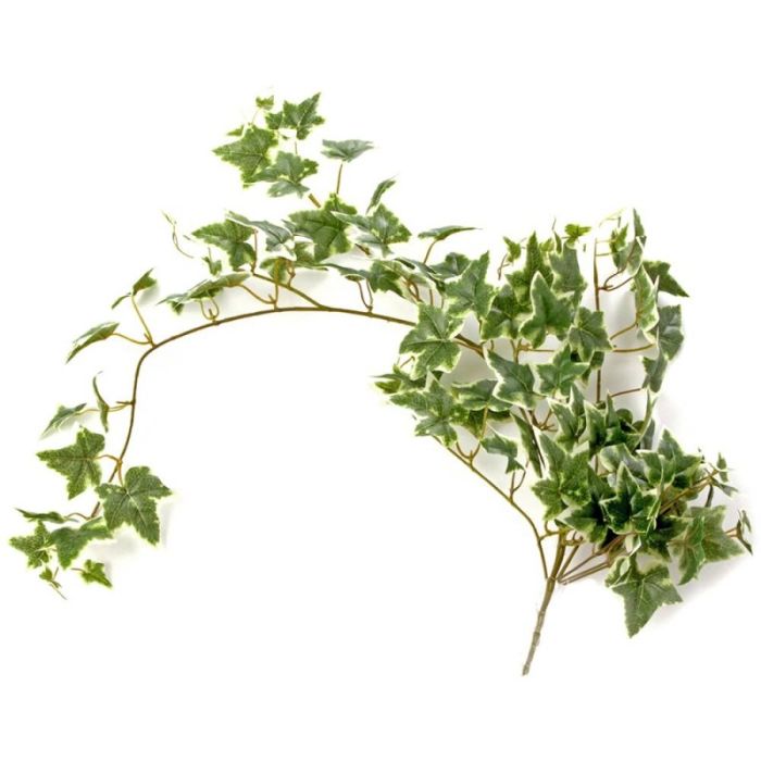 Ivy Bush Variegated 85cm Long