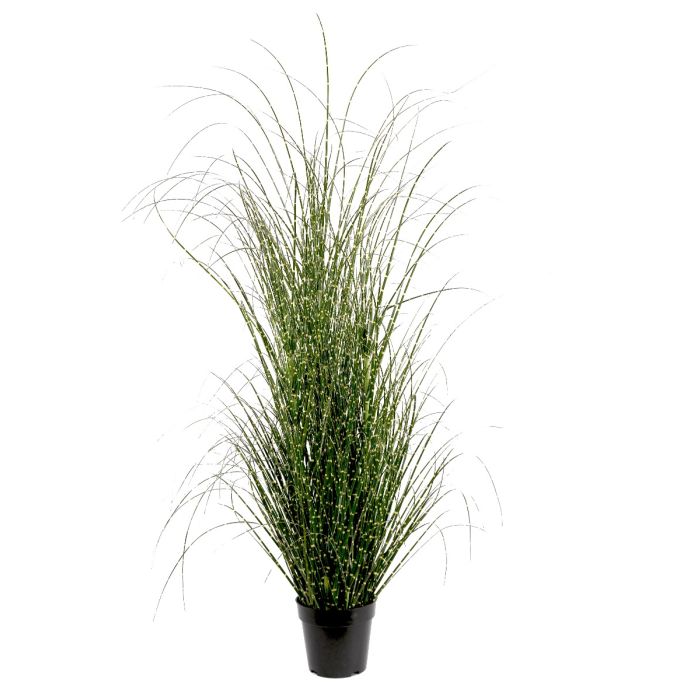 Potted 155cm Miscanthus Zebrinus Plant