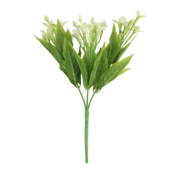 White Stephanotis Bush