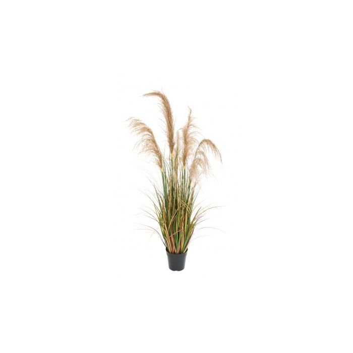 Potted Pampas With Grass 120cm