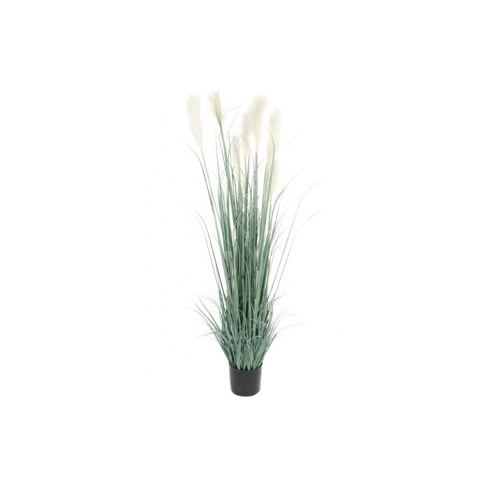 Potted Pampas With Grass 150cm