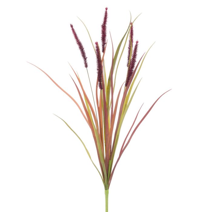 Fountain Grass 70cm Burgundy