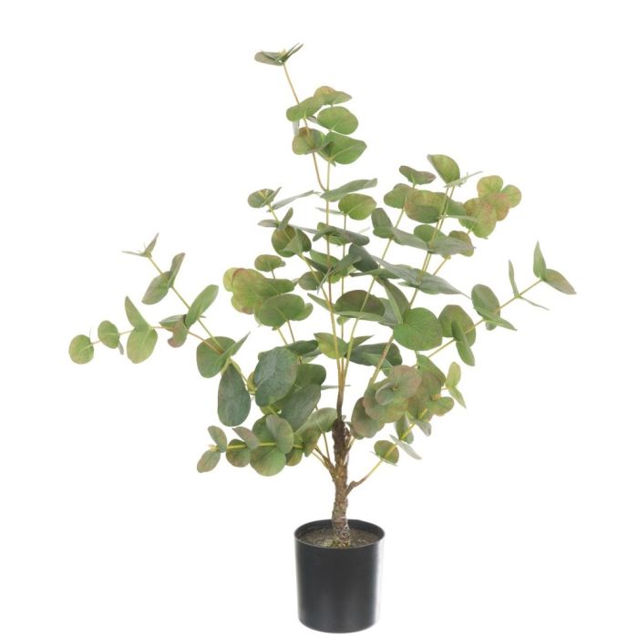 Eucalyptus Tree  In Pot 64cm
