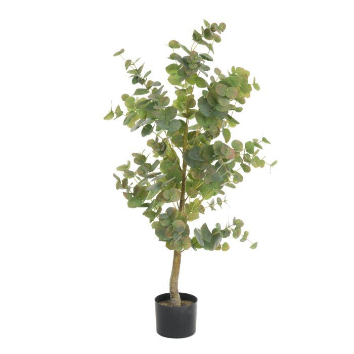 Eucalyptus Tree In Pot 112cm
