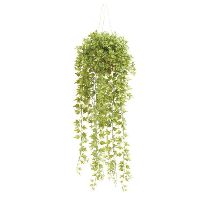 Ivy Hanging Bush 50cm In Pot