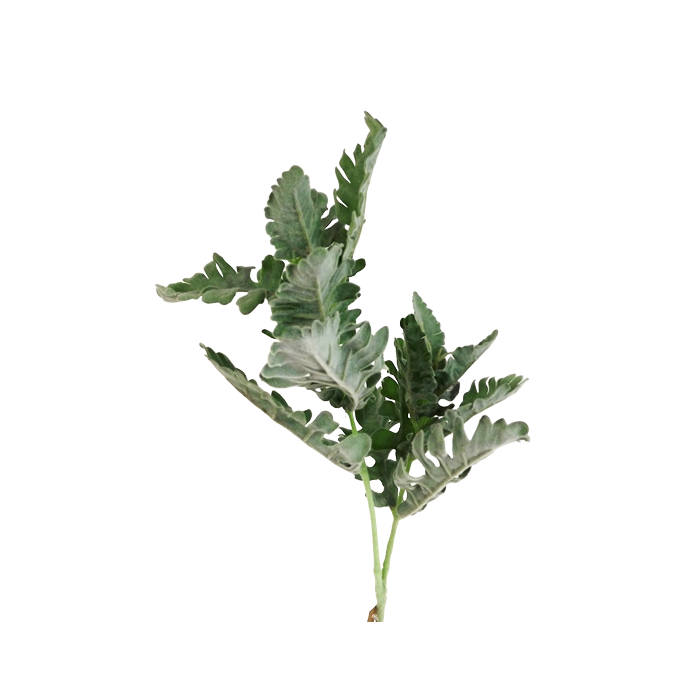 74cm Dusty Miller Spray Green