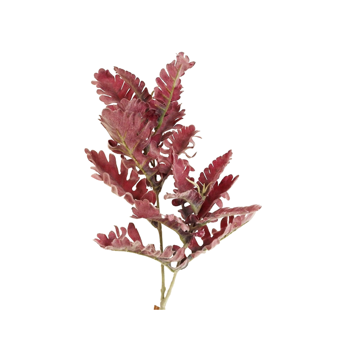 74cm Dusty Miller Spray Burgundy