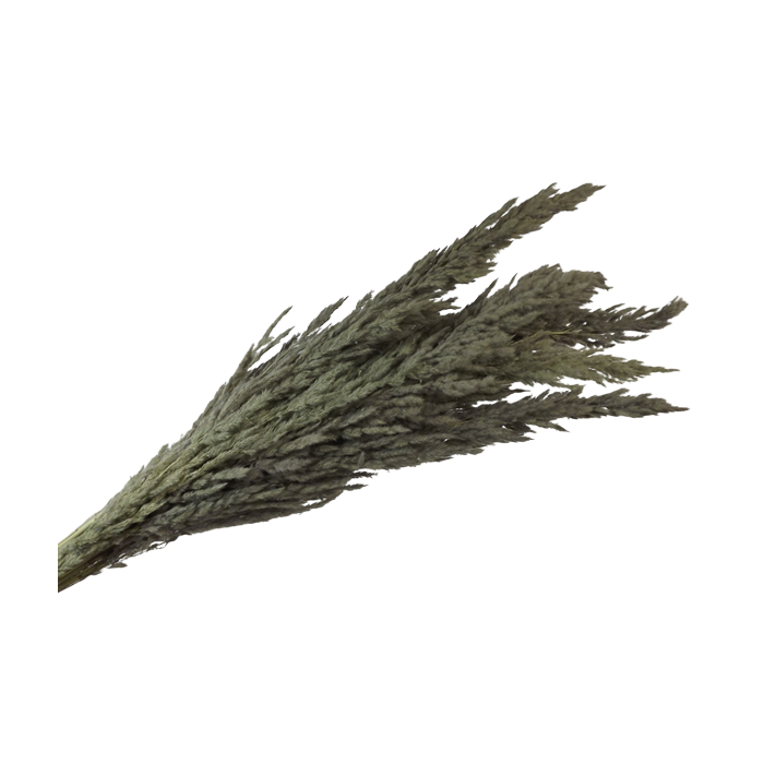 Pampas Bundle Grey x 5 Stems App 80cm