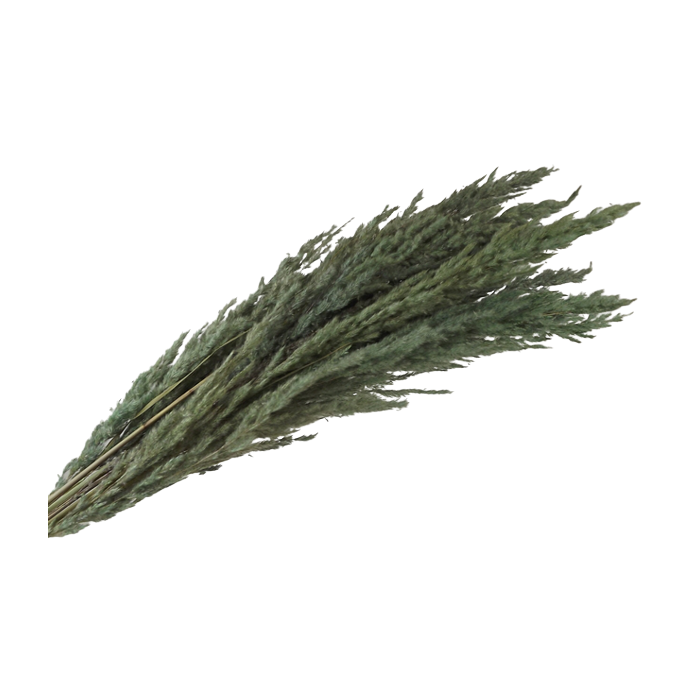 Pampas Bundle Mint x 5 Stems App 80cm