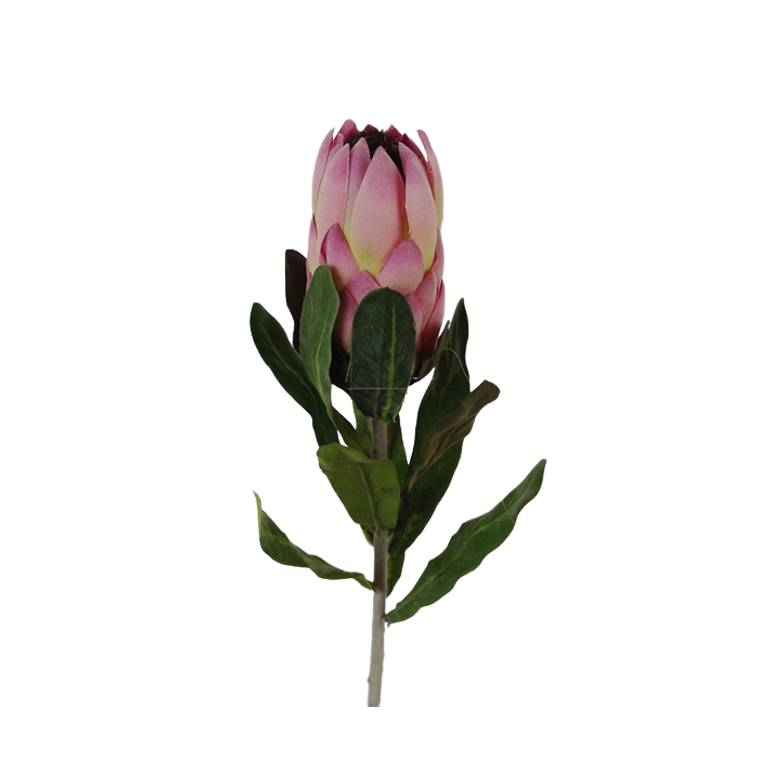 27" Protea Pink
