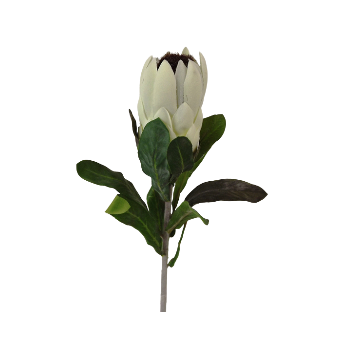 27" Protea Cream