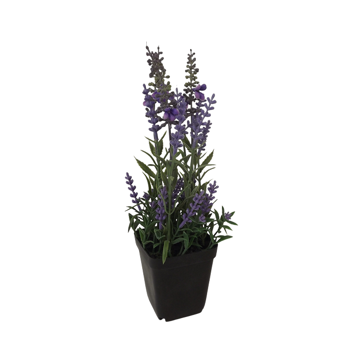 Potted Lavender 26cm