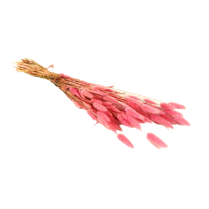 Lagarus/Bunny Tails Pink (App 80g)