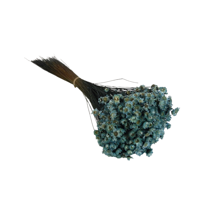 Glixia Bunch App 50cm Blue