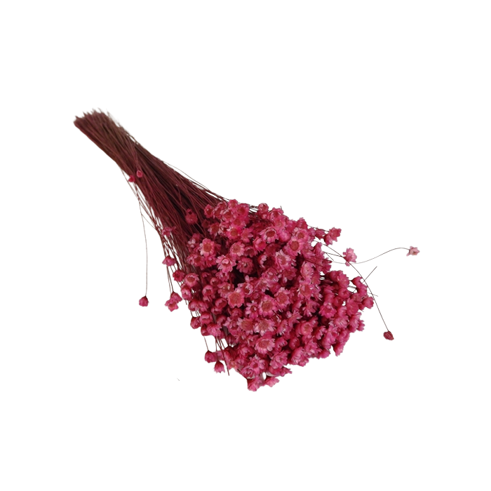 Glixia Bunch App 50cm Pink