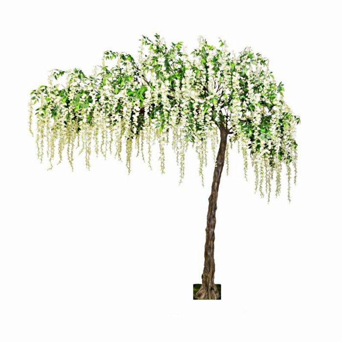 Canopy Wisteria Tree White 3.2mtr Tall