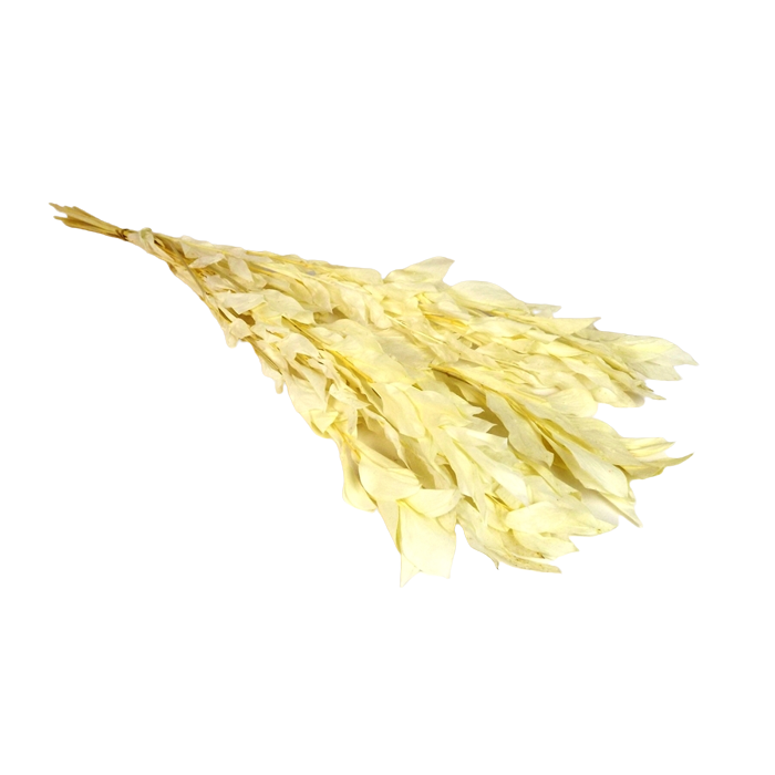 Preserved Large Ruscus - White