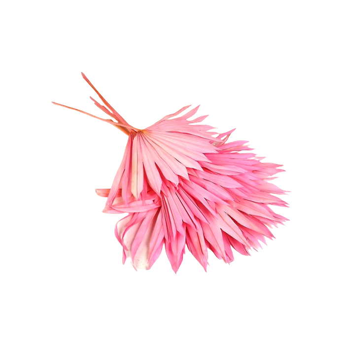 Sun Palm Lt Pink x 6pcs