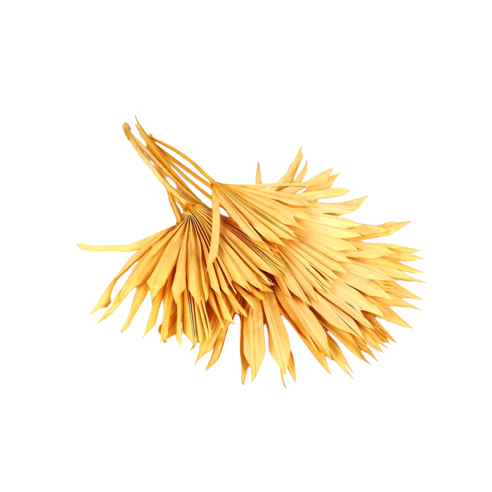 Sun Palm Peach x 6pcs