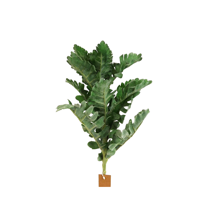 42cm Dusty Miller Pick Green