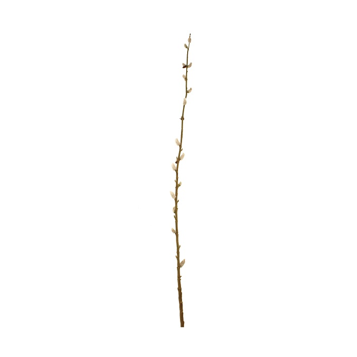 115cm Pussy Willow Stem