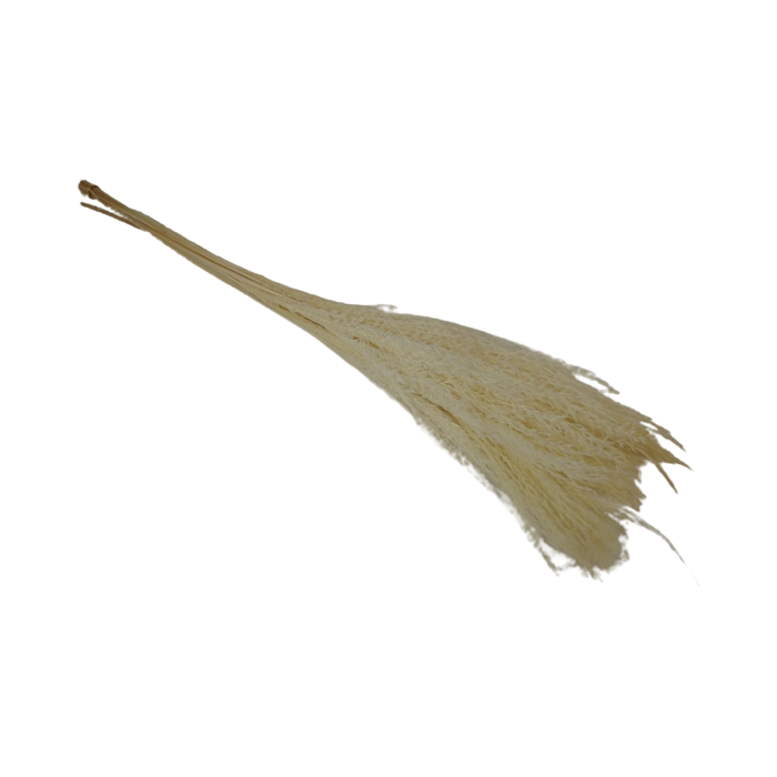 Miscanthus 75cm Bleached x 10 Stems