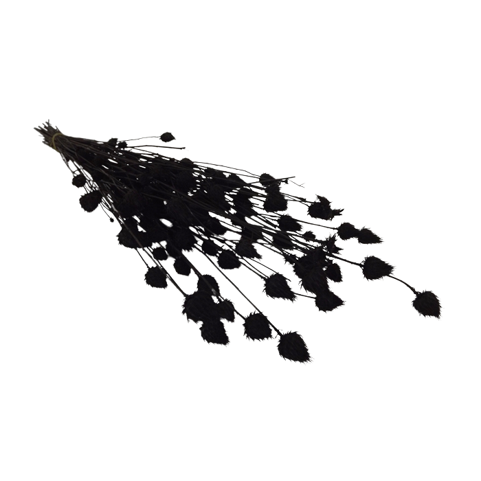 Strawberry Thistle 100g Black