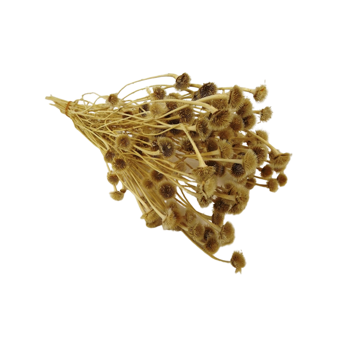 Wild Daisy Preserved Bleached