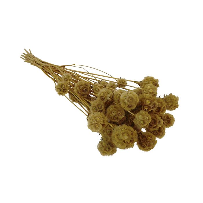 Wild Scabiosa Natural